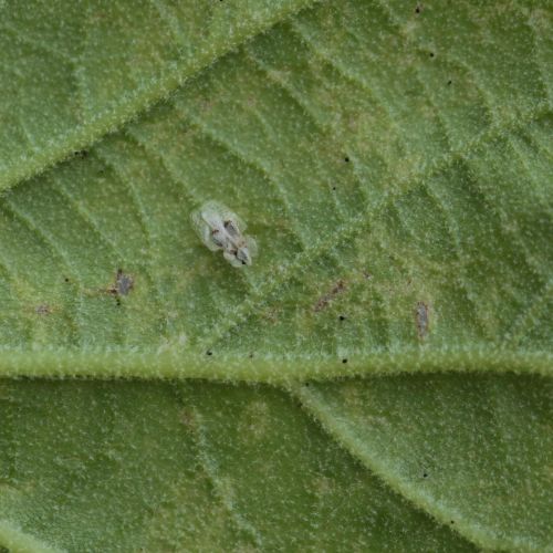 Corythucha ciliata