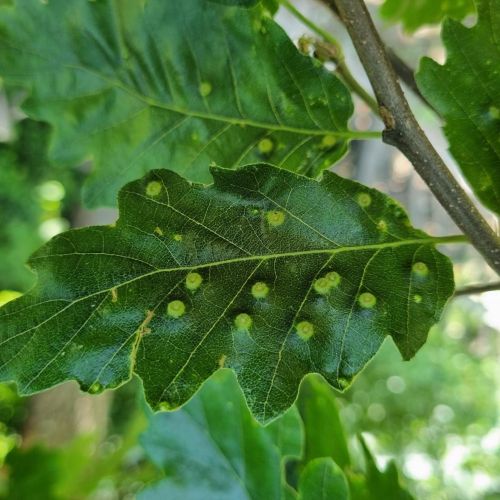 Dryomyia circinans