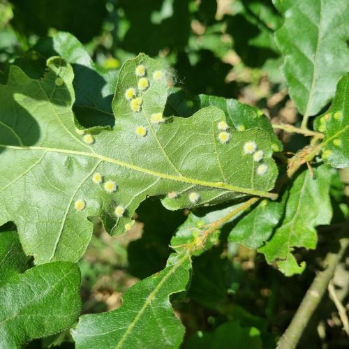 Dryomyia circinans