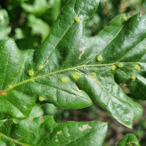 Dryomyia circinans