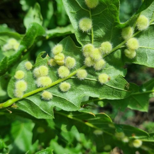 Dryomyia circinans