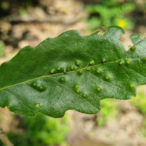 Dryomyia circinans