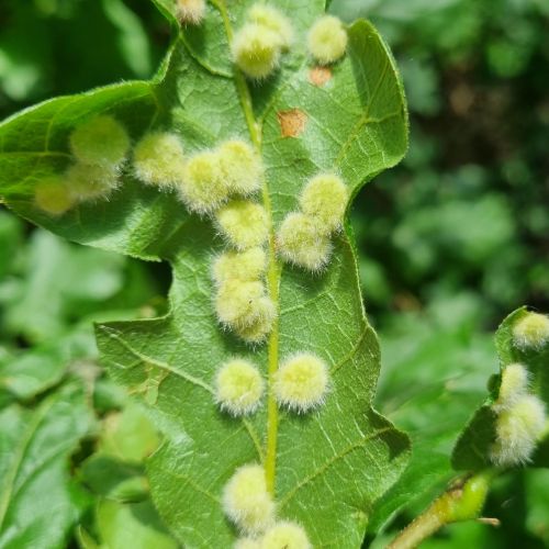 Dryomyia circinans