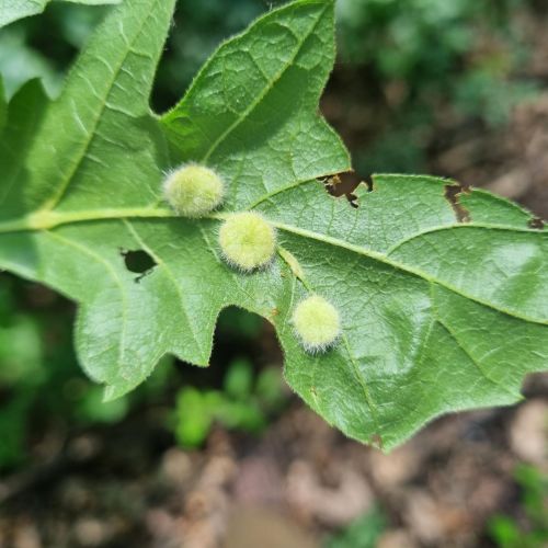 Dryomyia circinans