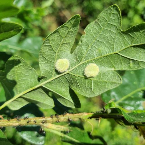 Dryomyia circinans