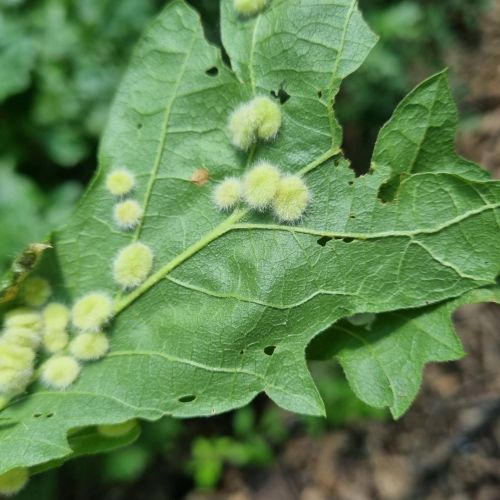 Dryomyia circinans