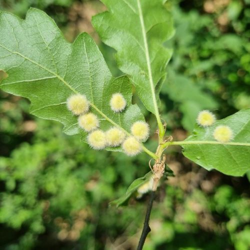 Dryomyia circinans