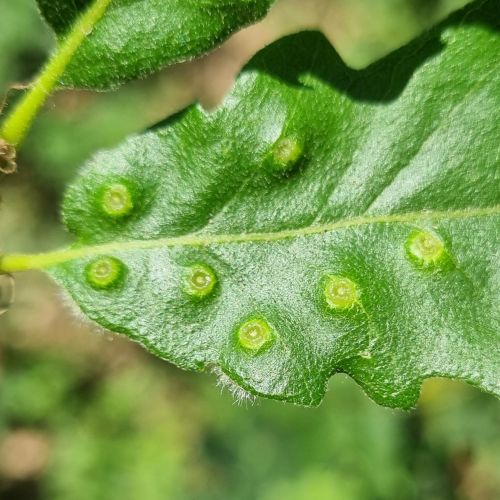 Dryomyia circinans