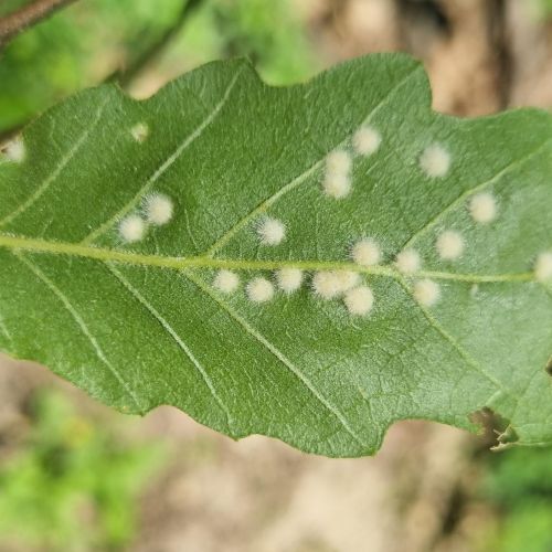 Dryomyia circinans