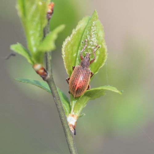 Phyllobius, Polydrusus