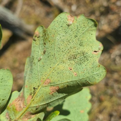 Corythucha arcuata