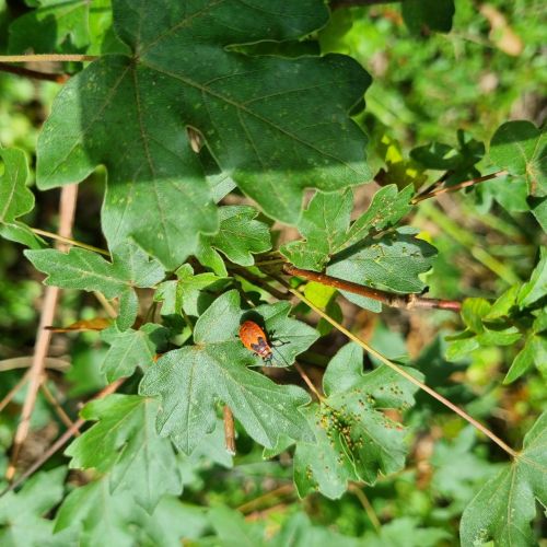 Pyrrhocoris apterus