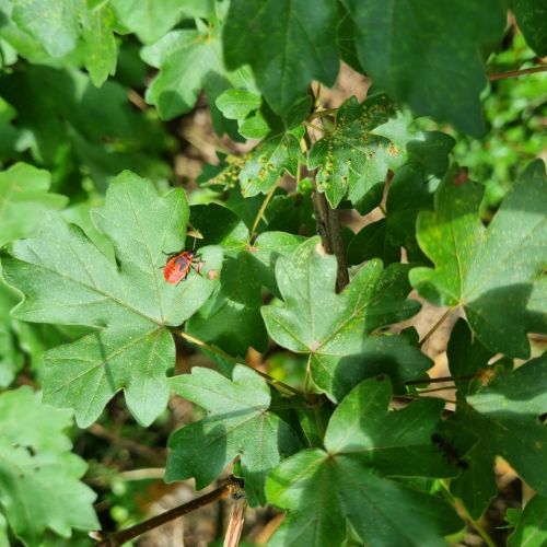 Pyrrhocoris apterus