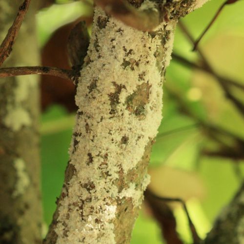 Pseudaulacaspis pentagona