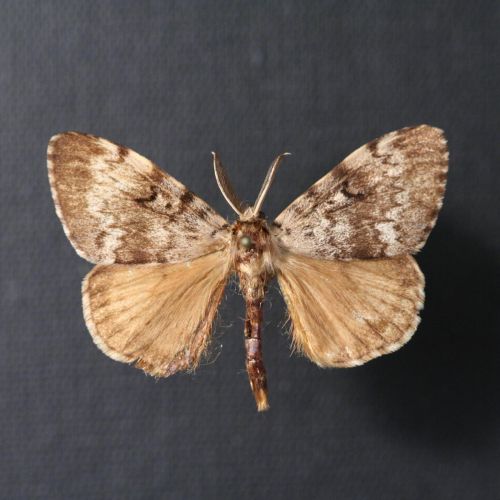 Lymantria dispar