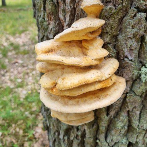 Laetiporus sulphureus 