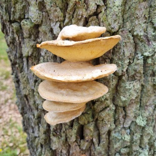 Laetiporus sulphureus 