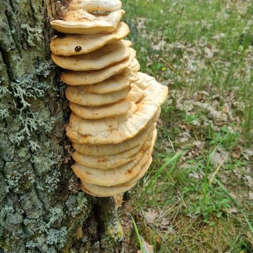 Laetiporus sulphureus 