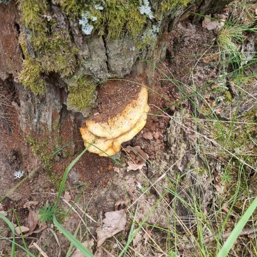 Laetiporus sulphureus 