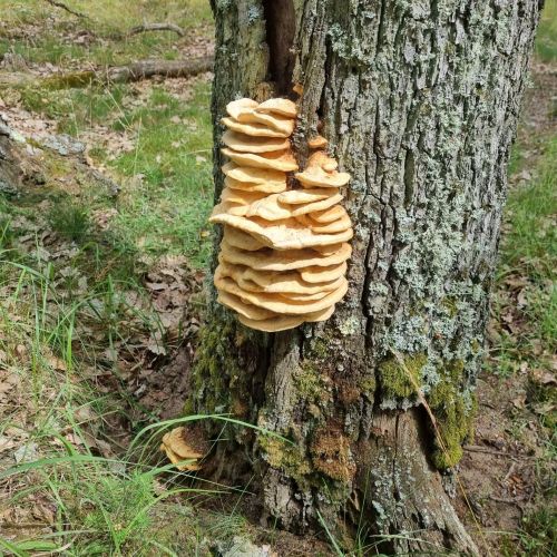 Laetiporus sulphureus 