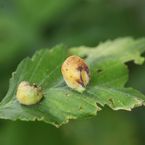 Colopha compressa