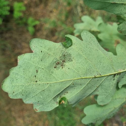 Corythucha arcuata