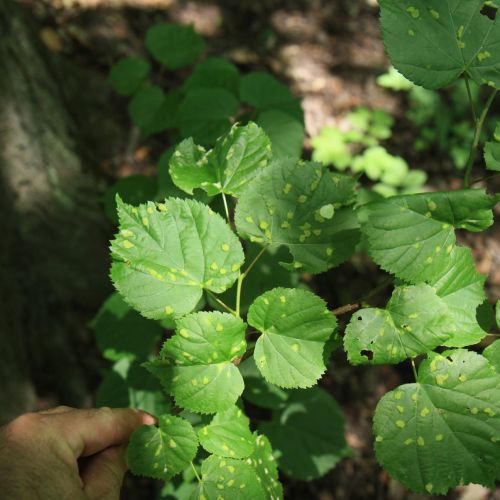 Eriophyes leiosoma = exilis