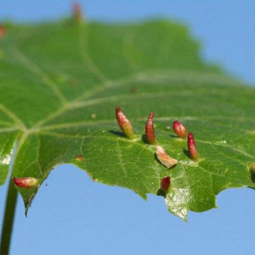 Eriophyes tiliae