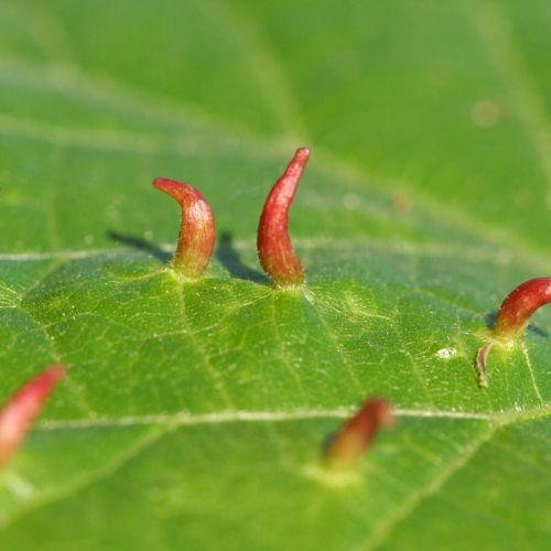 Eriophyes tiliae