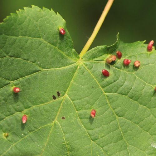 Eriophyes tiliae