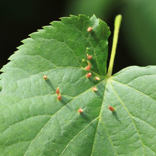 Eriophyes tiliae