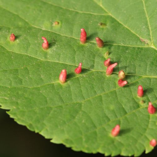 Eriophyes tiliae