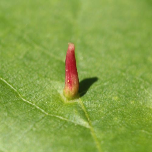 Eriophyes tiliae