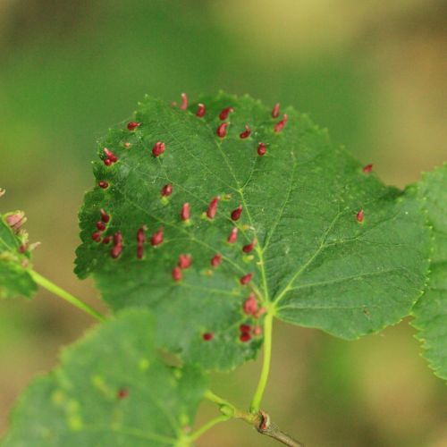 Eriophyes tiliae