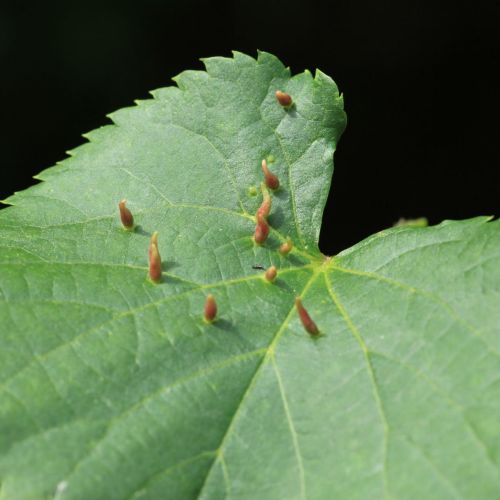 Eriophyes tiliae