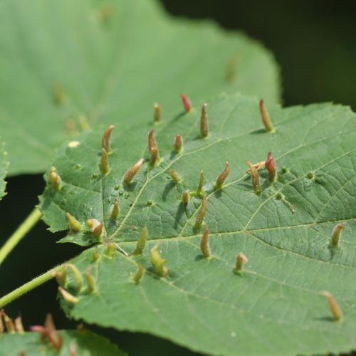 Eriophyes tiliae