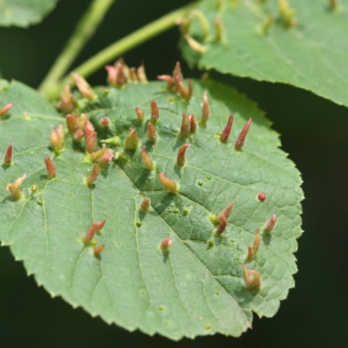 Eriophyes tiliae