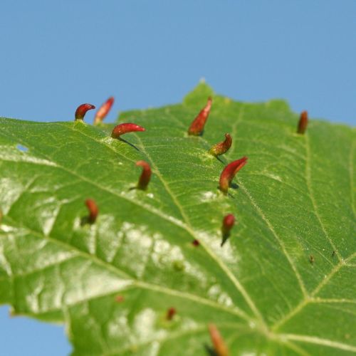 Eriophyes tiliae