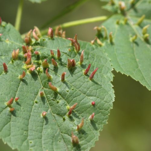 Eriophyes tiliae