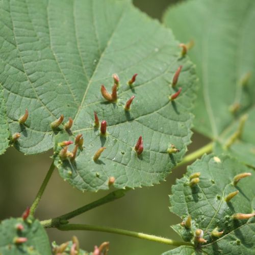 Eriophyes tiliae