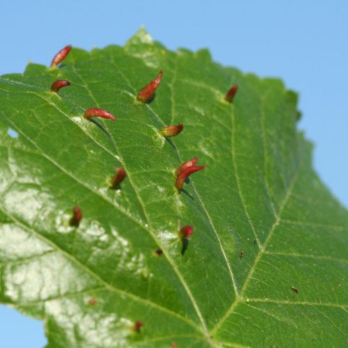 Eriophyes tiliae