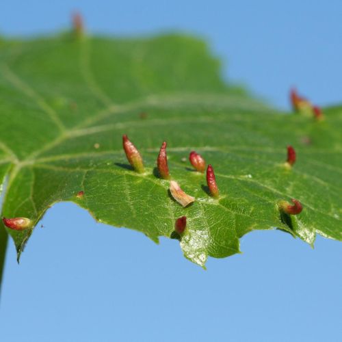 Eriophyes tiliae