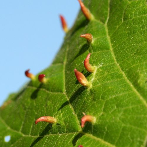 Eriophyes tiliae