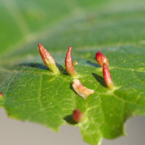 Eriophyes tiliae