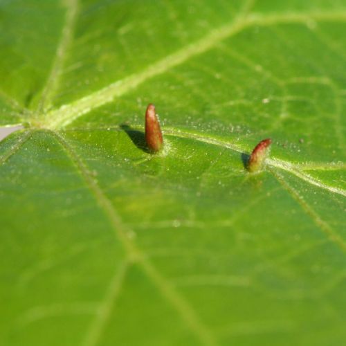 Eriophyes tiliae