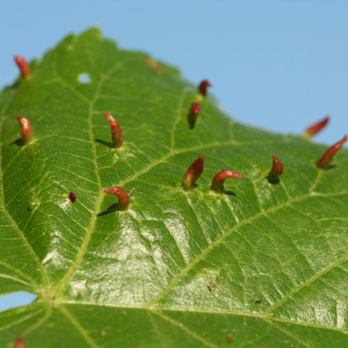 Eriophyes tiliae