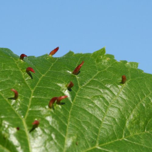 Eriophyes tiliae