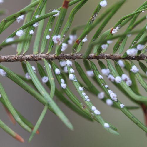 Gilletteella cooleyi