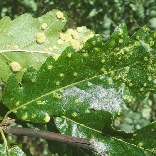 Dryomyia circinans