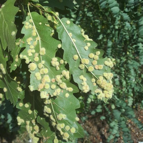 Dryomyia circinans